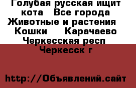 Голубая русская ищит кота - Все города Животные и растения » Кошки   . Карачаево-Черкесская респ.,Черкесск г.